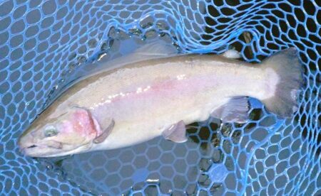 かっこいい魚がいっぱい ～岡崎トラウトポンド～